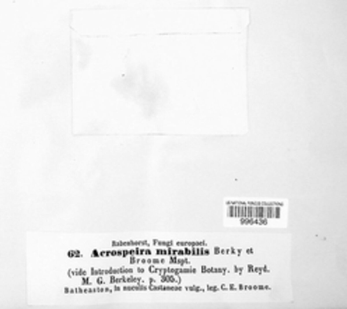 Acrospeira mirabilis image